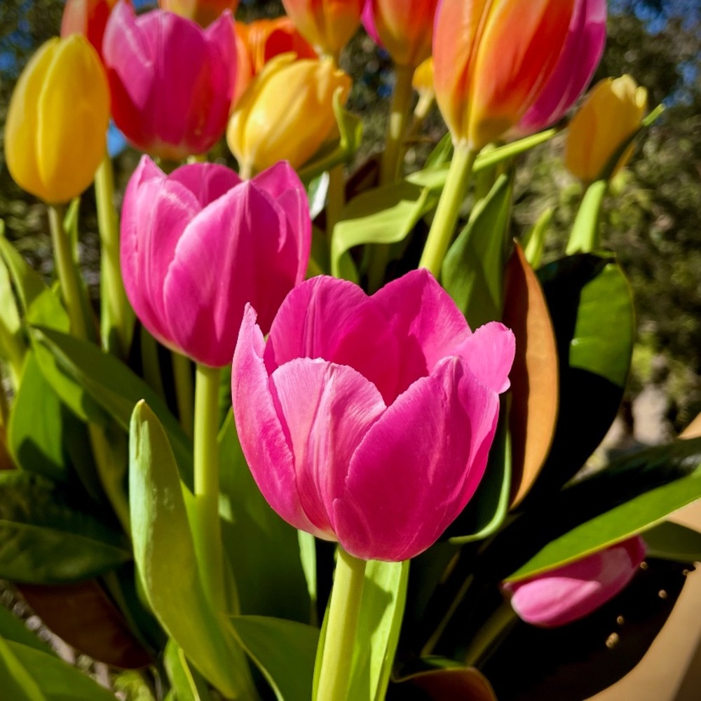 Meet your Posher, Mel 🌷